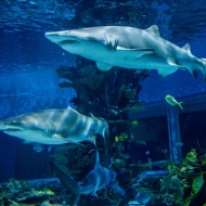 A tengeri élőlények hétköznapjai, cápaóra a budapesti Tropicariumban gyerekcsoportoknak