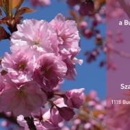 Arborétum séta 2024 Budapest. Üde tavaszi élményprogram cseresznye-virágzáskor a Budai Arborétumban