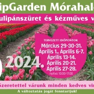 Tulipánszüret Mórahalom 2024