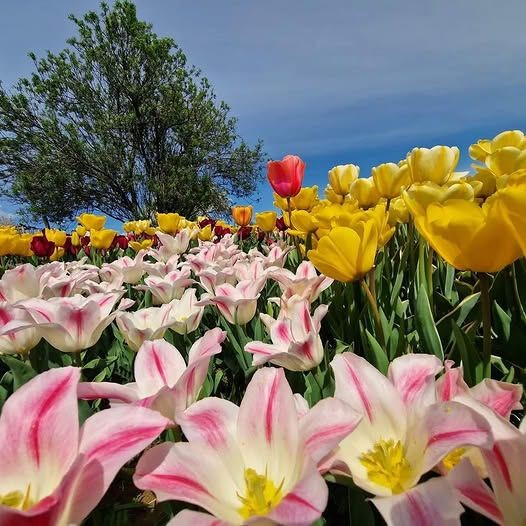 Tulipánszüret Csákvár 2026