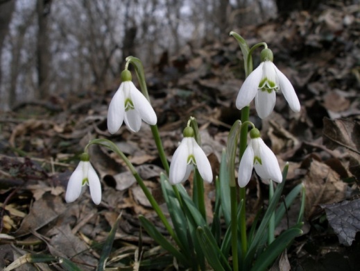 Hóvirág ünnep a Duna-Ipoly Nemzeti Parkban 2024