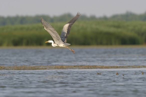 Tisza-tó gyalogtúrák egyénileg, fedezze fel a Tisza-tó élővilágát!