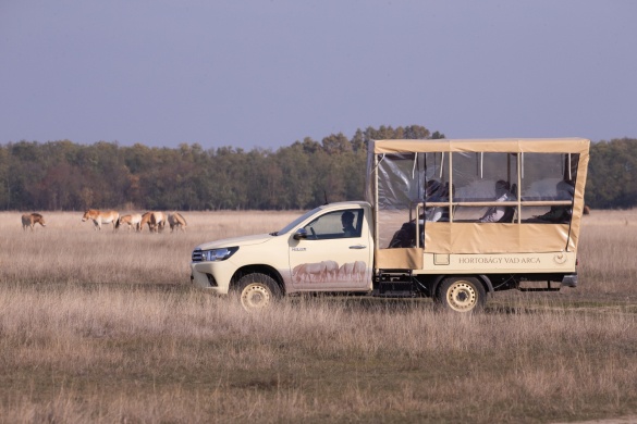 Szafari túra. Esti vadasparki látogatás szafari autóval és szakvezető kíséretével a Hortobágyon
