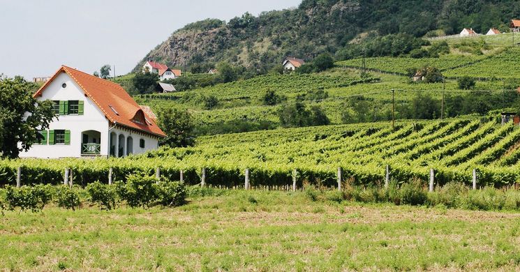 Kolonics Pincészet Somlóvásárhely