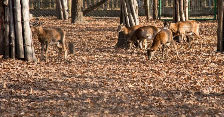 Bagolyvár Vadaspark Szolnok