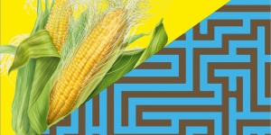 Kukorica Útvesztő Kiszombor 2024