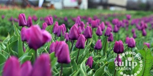 Tulipánszüret Tisza-tó 2024 Abádszalók