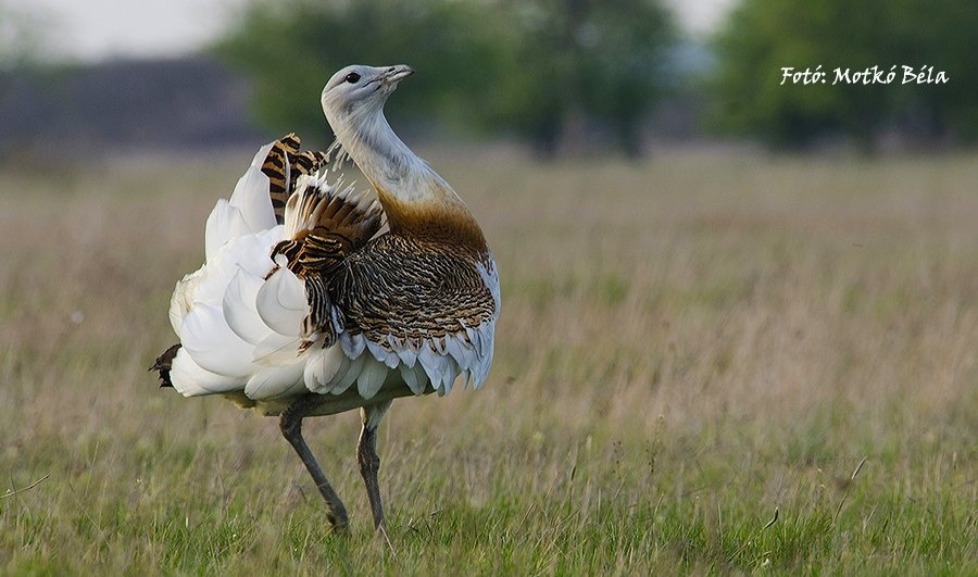 körös maros nemzeti park programok videos