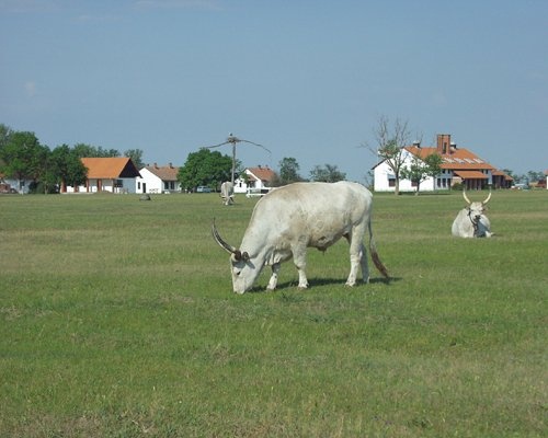 őshonos magyar állatok