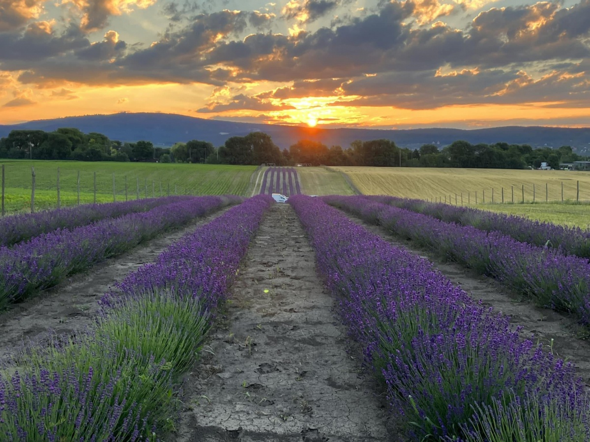 Pátyi Levendulás Kert - Programturizmus