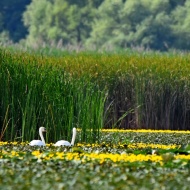 Madárles túra Tisza-tó 2024. Madármegfigyelő ornitológiai túrák madárfotózással, szakvezetéssel