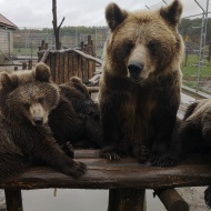 Állatkerti foglalkozás Veresegyházon, kézműves foglalkozás gyerekcsoportoknak a Macizoo házban