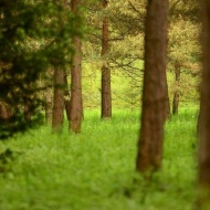 Családi Nap Budakeszin a szabadban, gyönyörű környezettel várjuk a Budakeszi Arborétumban Családi Nap Budakeszin a szabadban, gyönyörű környezettel várjuk a Budakeszi Arborétumban
