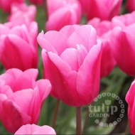 Tulipánszüret Kosd 2024. Tulipánpiknik a TulipGarden Dunakanyar tulipánkertben