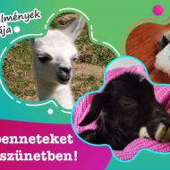 Húsvét és tavaszváró napok a Katica Tanya Élményközpontban, a Zselic szívében Húsvét és tavaszváró napok a Katica Tanya Élményközpontban, a Zselic szívében