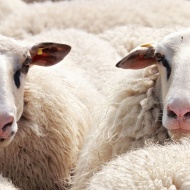 Birkapörkölt verseny 2019. Sárréti Birkapörköltfőző Verseny és Hagyományos Ételek Főzőversenye Birkapörkölt verseny 2019. Sárréti Birkapörköltfőző Verseny és Hagyományos Ételek Főzőversenye
