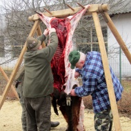 Bakonybél disznóvágás 2019. Hagyományőrző falusi disznóvágás a Faluház előtt Bakonybél disznóvágás 2019. Hagyományőrző falusi disznóvágás a Faluház előtt