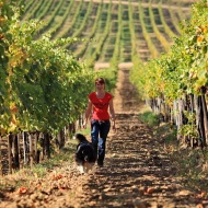 Piknik, bogrács, Tokaj 2018 Piknik, bogrács, Tokaj 2018