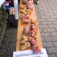 Bakonybél Pityóka Party 2019 Bakonybél Pityóka Party 2019