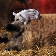 Debreceni Mangalica Fesztivál 2020 Debreceni Mangalica Fesztivál 2020