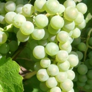 Füredi Murcifesztivál 2018 Balatonfüred Füredi Murcifesztivál 2018 Balatonfüred