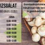 Gombavizsgálat Szombathely 2023. Keddtől vasárnapig minden nap várjuk a Vásárcsarnokban Gombavizsgálat Szombathely 2023. Keddtől vasárnapig minden nap várjuk a Vásárcsarnokban
