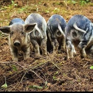 Mangalica termékeket vásárolhat az Őrségben a Batha-porta mangalicafarmjáról