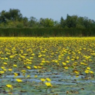 Tisza-tavi túravezető képzés 2019 Tisza-tavi túravezető képzés 2019