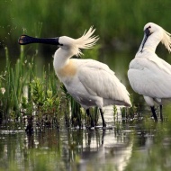 Kiskunsági Nemzeti Park programok 2019 Kiskunsági Nemzeti Park programok 2019