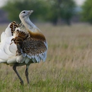 Körös-Maros Nemzeti Park programok 2024. Események, rendezvények