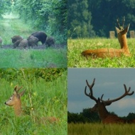 Vadaspark látogatás a Berek erdőben, szálláslehetőség tavasztól őszig a Berek Horgászparkban Vadaspark látogatás a Berek erdőben, szálláslehetőség tavasztól őszig a Berek Horgászparkban