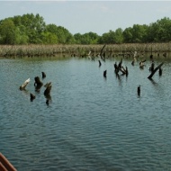 Kétnapos osztálykirándulás a Tisza-tónál, osztálykirándulás ajánlatok a Szabics kikötővel Kétnapos osztálykirándulás a Tisza-tónál, osztálykirándulás ajánlatok a Szabics kikötővel