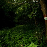 Rejtőzködés az erdőben. Tematikus családi nap a Duna-Ipoly Nemzeti Park szervezésében 2018 Rejtőzködés az erdőben. Tematikus családi nap a Duna-Ipoly Nemzeti Park szervezésében 2018