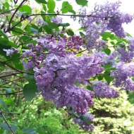 Anyák napi ajándék készítés a Budakeszi Arborétumban Anyák napi ajándék készítés a Budakeszi Arborétumban