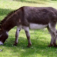Csacsi simogató farmlátogatás és történelmi kalandpark állatos programokkal a Garabonciás Farmon Csacsi simogató farmlátogatás és történelmi kalandpark állatos programokkal a Garabonciás Farmon