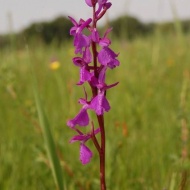 Orchidea túrák a Kiskunsági Nemzeti Parkban 2018 Orchidea túrák a Kiskunsági Nemzeti Parkban 2018