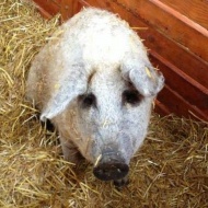 Mangalica Fesztivál Szeged 2018 Mangalica Fesztivál Szeged 2018