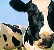 Házi tej tematikus túra Gyulán Házi tej tematikus túra Gyulán