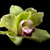 Orchidea Ünnep 2019. Kiállítás és Vásár a Papp László Budapest Sportarénában Orchidea Ünnep 2019. Kiállítás és Vásár a Papp László Budapest Sportarénában