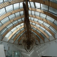 Barázdás bálna csontváza, állandó kiállítás a Magyar Természettudományi Múzeumban