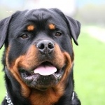 Rottweiler Kiállítás 2019. MÁRK Alba Regia Kupa Rottweiler Kiállítás 2019. MÁRK Alba Regia Kupa