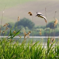 Túra a Pacsmagi-tavak természetvédelmi területen a Duna-Dráva Nemzeti Park szervezésében Túra a Pacsmagi-tavak természetvédelmi területen a Duna-Dráva Nemzeti Park szervezésében
