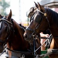 Sétakocsikázás Zalakaroson, kirándulás a Garabonciás Farmra és a 7 Vezér Kalandparkba Sétakocsikázás Zalakaroson, kirándulás a Garabonciás Farmra és a 7 Vezér Kalandparkba