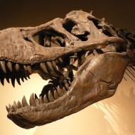 A mi dinoszauruszaink, múzeumpedagógiai foglalkozás óvodásoknak a Természettudományi Múzeumban