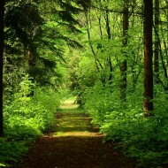 Rendezvényhelyszín Budapest környékén a Budakeszi Arborétumban Rendezvényhelyszín Budapest környékén a Budakeszi Arborétumban