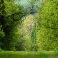 Erdei csapatépítés a Budakeszi Arborétumban