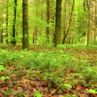 Filmforgatás helyszín a Budakeszi Arborétumban Filmforgatás helyszín a Budakeszi Arborétumban