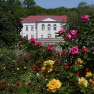 Budatétényi Rózsakert, látogatás a rozárium díszparkban, a főváros legnagyobb rózsakertjében