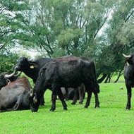 Bivalyrezervátum látogatás a Kis-Balatonnál Bivalyrezervátum látogatás a Kis-Balatonnál