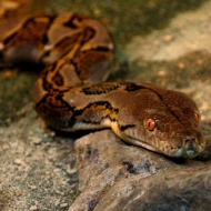Kígyó látványetetés minden hétfőn a budapesti Tropicariumban